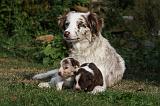 BORDER COLLIE 1066